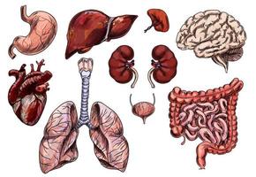 Set of human organs, heart, brain, stomach, liver, kidney vector