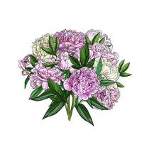 Pink peonies bouquet, full color realistic sketch vector