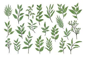 Set of separate parts and bring together to beautiful bouquet of leaf vector