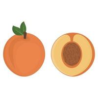 Peach fruit and half a peach with a stone, color isolated vector illustration