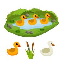 Ducks in pond. Chicken swims in lake. vector