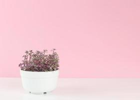 hermosa maceta de planta en blanco contra fondo rosa - día de la madre - crecimiento de plantas - salvar la tierra foto