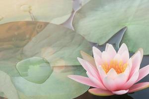 concepto religioso. feliz día vesak - makha bucha. hermosa flor de agua de lirio rosa muestra el polen y el pétalo flotan en el agua con la mano borrosa da limosna a un monje budista foto