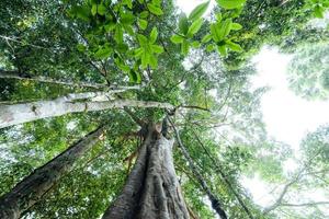 green trees in the summer forest photo