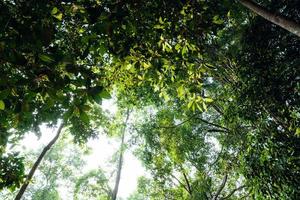 green trees in the summer forest photo