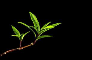 Forma de hoja larga y delgada de la planta de la selva tropical en fondo negro foto