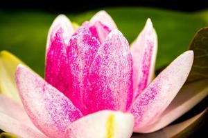 Pink and white petal and yellow pollen of water Lily