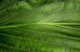 superficie de hojas tropicales frescas como fondo de bosque abundante foto