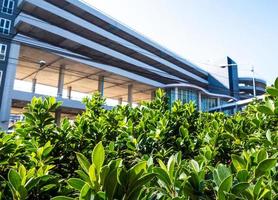 Small bush of banyan tree and the car park building photo