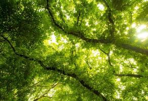 Sunlight sifting through the leaves of Big Banyan trees photo