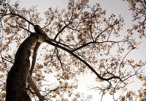 un mirador bajo a las hojas de la higuera sagrada, mirando hacia el cielo foto