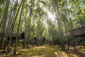 el bosque de bambú en el pueblo local del lago inle, myanmar. foto