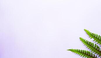 hojas tropicales reales sobre fondos blancos.conceptos de naturaleza botánica.diseño plano foto