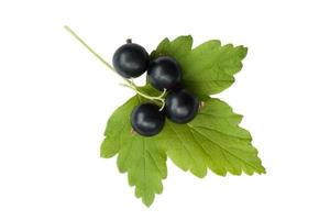 Black currant leaves with berries on a white background , isolate photo