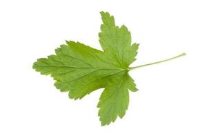 Currant leaf on a white background , isolate photo