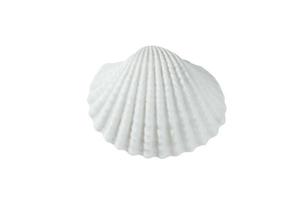 white shell on a white background, isolate photo