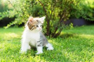 Little kitten on the grass, summer