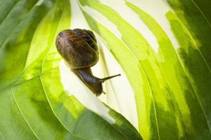 caracol en una hermosa hoja verde fresca foto