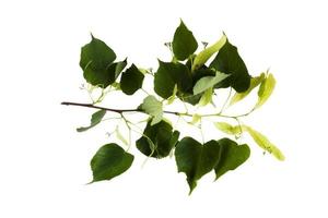a sprig of lime on a white background, isolate photo