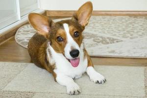 Happy Corgi looks at the camera photo