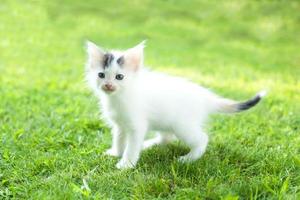 pequeño gatito en la hierba, verano foto