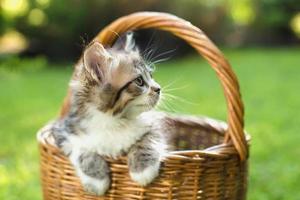 pequeño gatito gris en una cesta, verano foto