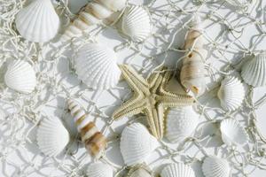 beautiful sea background with seashells and nets photo