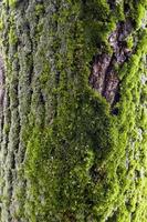 tree bark covered with moss