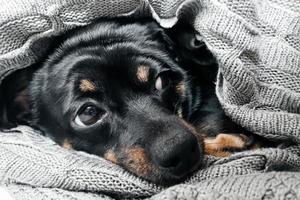 cute dog in a plaid, looking at the camera photo