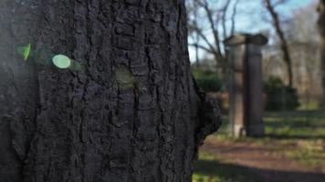 primer plano de la corteza de un árbol video