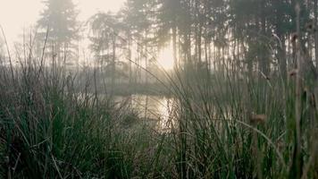 Nebeliges Sumpfwaldgebiet video