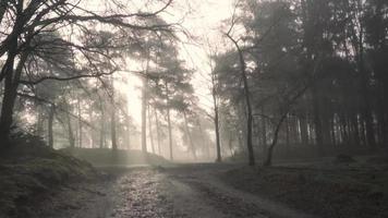 pantano de niebla zona boscosa video