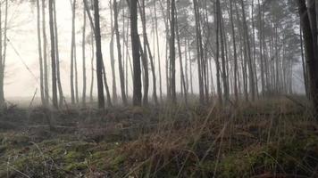 área arborizada do pântano nebuloso video