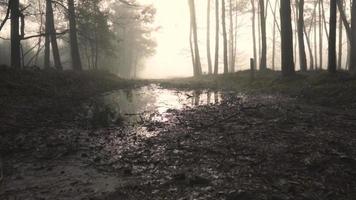 Foggy Marsh Wooded Area video