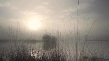 pantano de niebla zona boscosa video