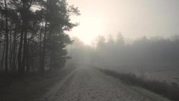 pantano de niebla zona boscosa video