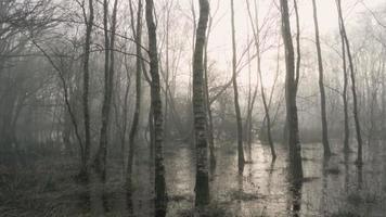 marais brumeux avec des arbres video