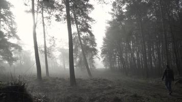Foggy Marsh Wooded Area