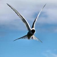 A close up of an Arctic Tern on Farne Islands