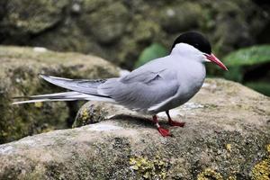 un primer plano de un charrán ártico en las islas Farne foto