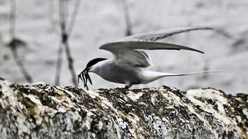 un primer plano de un charrán ártico en las islas Farne foto