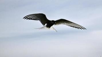 A close up of an Arctic Tern on Farne Islands photo