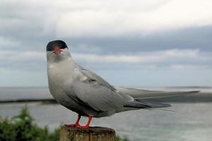 A close up of an Arctic Tern on Farne Islands photo