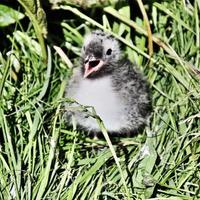 A close up of an Arctic Tern on Farne Islands photo