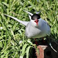 un primer plano de un charrán ártico en las islas Farne foto