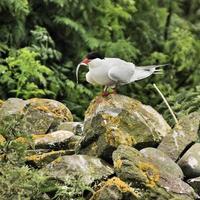 un primer plano de un charrán ártico en las islas Farne foto