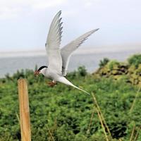 un primer plano de un charrán ártico en las islas Farne foto