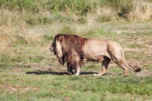 Lion walking in the savannah photo