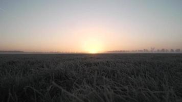 A Grassy Field at Sundown video