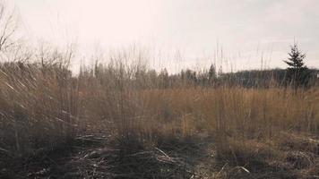 Grassy Field during Day video